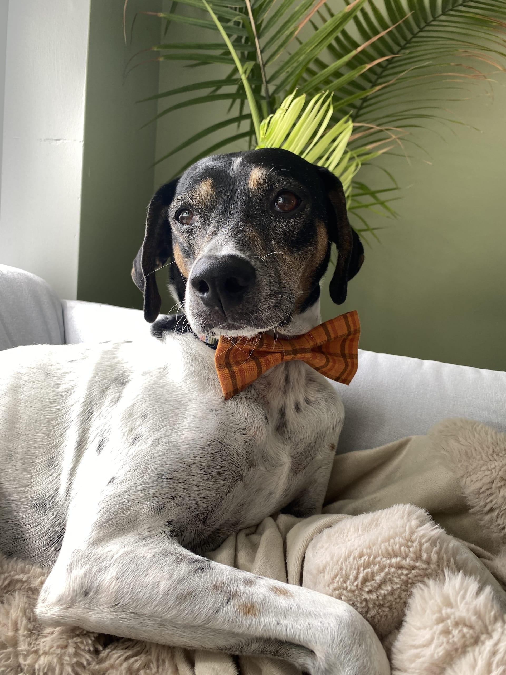 Harrison the dog, looking handsome in an orange bowtie laying on a fluffy blanket on his favorite chair.